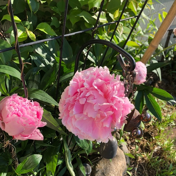 🌹🌹🌹🌹🌹🌹🌹🌹🌹🌹🌹🌹🌹🌹🌹🌹 - Picture 11 of 12